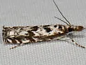 Mesolia incertellus - Hodges#5331 - photo 4