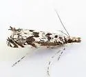 Mesolia incertellus - Hodges#5331 - photo 5