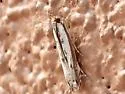 Mesolia oraculella - Hodges#5329 - photo 2