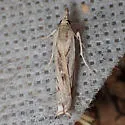 Mesolia oraculella - Hodges#5329 - photo 3