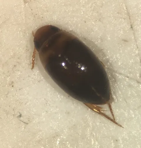 Mesonoterus addendus