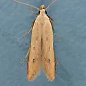 Soybean Webworm Moth - Hodges#2272 - photo 2