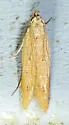 Soybean Webworm Moth - Hodges#2272 - photo 3
