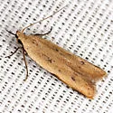 Soybean Webworm Moth - Hodges#2272 - photo 4