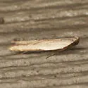 Soybean Webworm Moth - Hodges#2272 - photo 5