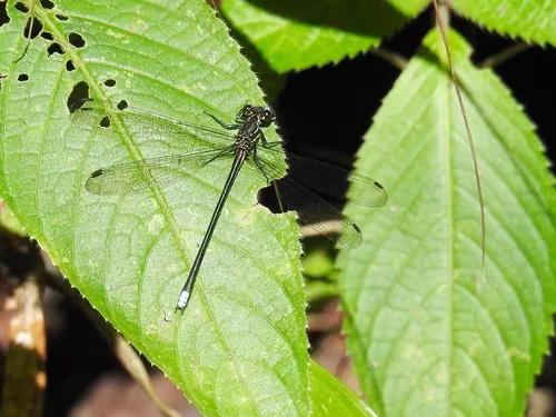 Mesopodagrionidae - Mesopodagrionidae