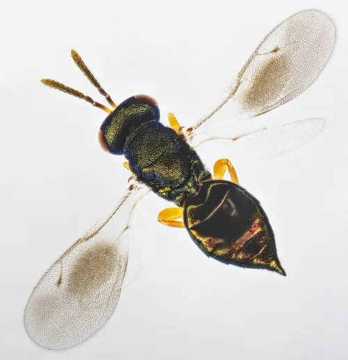 Mesopolobus aequus