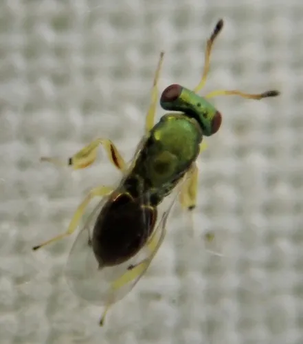 Mesopolobus tibialis