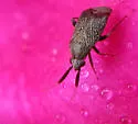 Mesopsallus mali - Mesopsallus mali