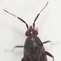 Mesopsallus mali - photo 2