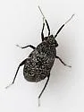 Mesopsallus mali - photo 4