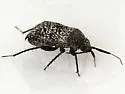 Mesopsallus mali - photo 5