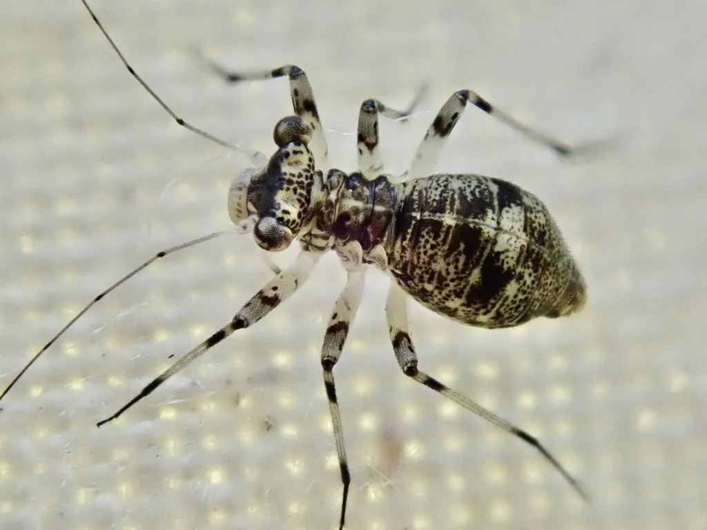 Mesopsocus fuscifrons - photo 2