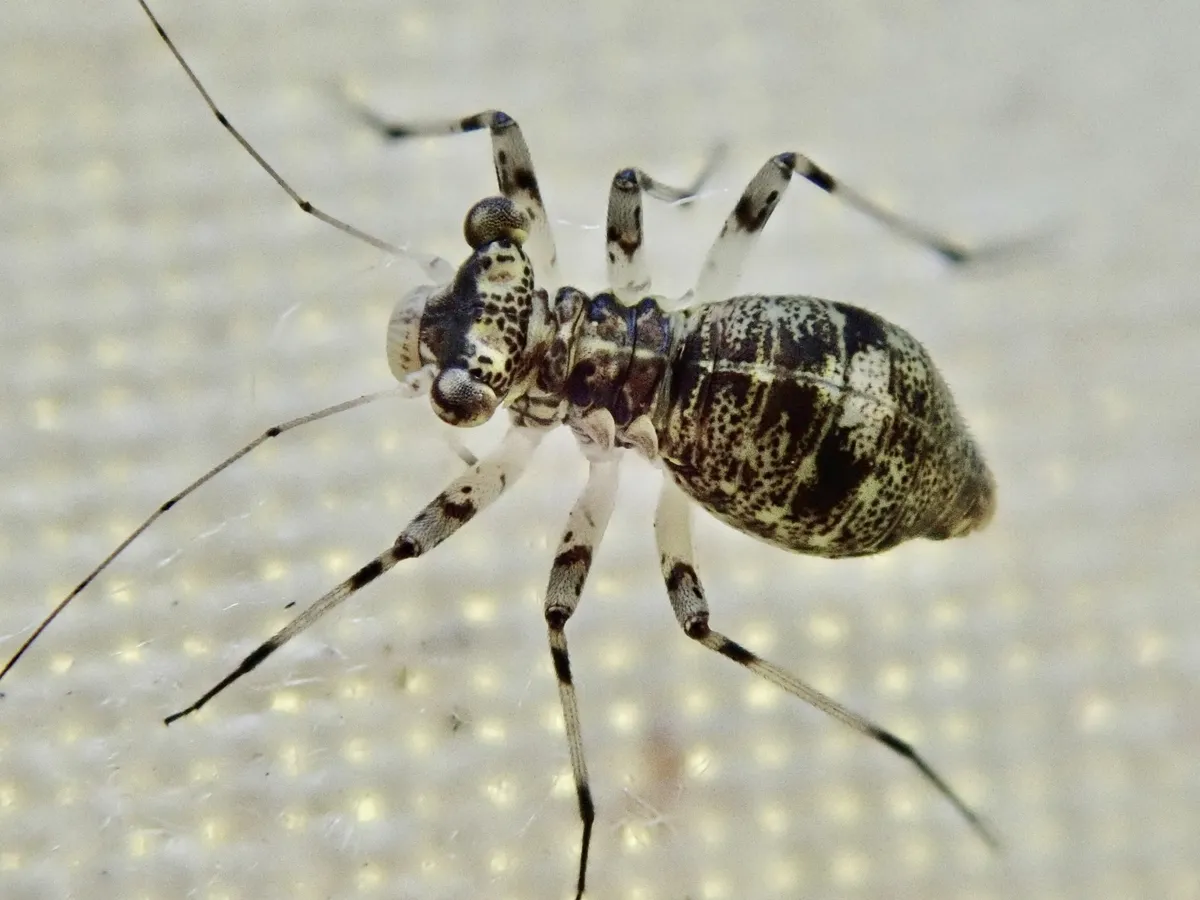 Mesopsocus fuscifrons - photo 3