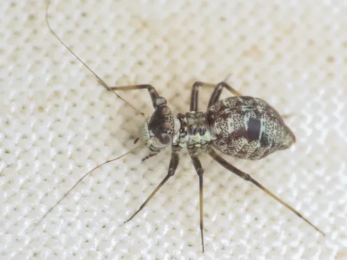 Mesopsocus giganteus