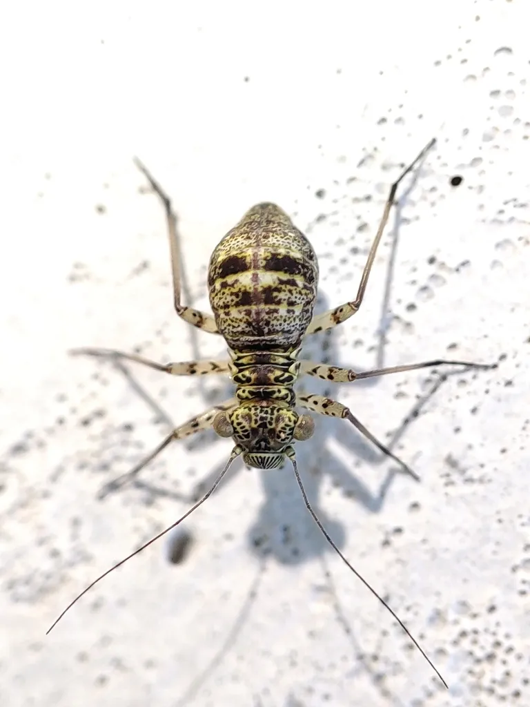 Mesopsocus immunis