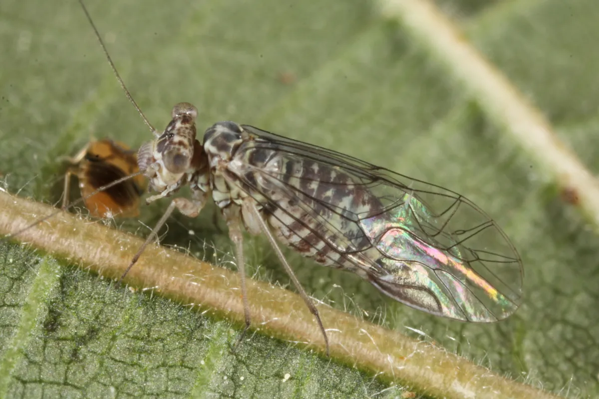 Mesopsocus laticeps - photo 2