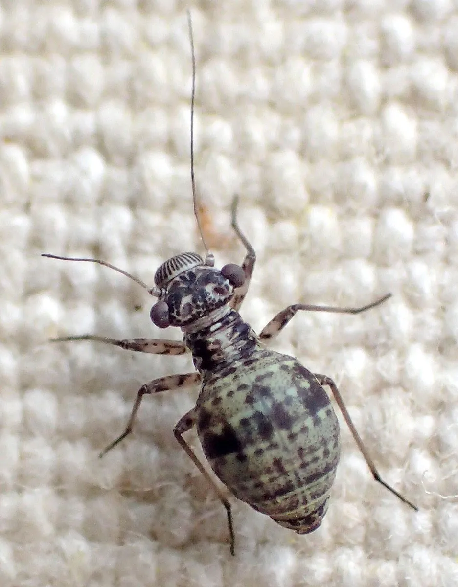 Mesopsocus unipunctatus - photo 3