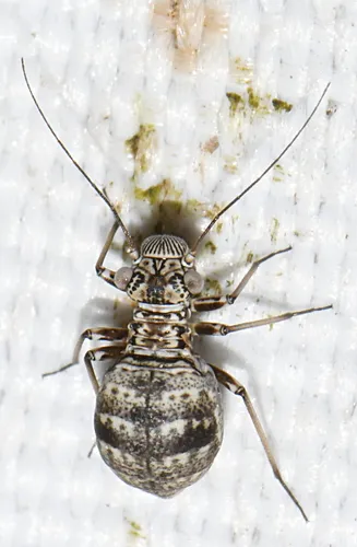 Mesopsocus vernus
