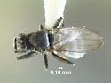 Mesosphaerocera annulicornis