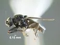 Mesosphaerocera annulicornis - photo 2