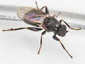 Mesosphaerocera annulicornis - photo 4