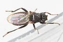 Mesosphaerocera annulicornis - photo 5