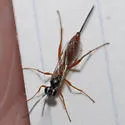 Mesostenus gracilis - Mesostenus gracilis