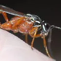 Mesostenus gracilis - photo 2