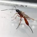 Mesostenus gracilis - photo 3