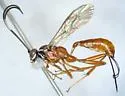 Mesostenus gracilis - photo 4