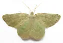 Day Emerald - Hodges#7085 - Mesothea incertata