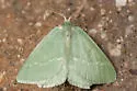 Day Emerald - Hodges#7085 - photo 4