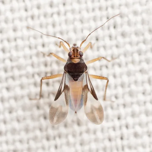 Mesovelia amoena