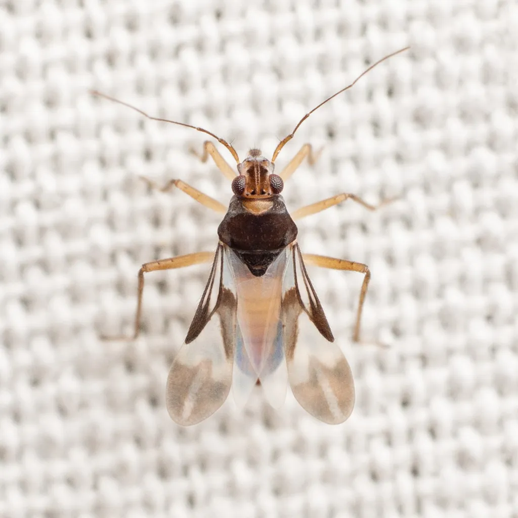 Mesovelia amoena - photo 2