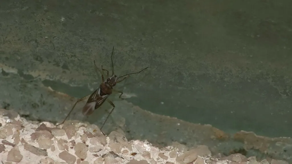 Mesovelia brevia - photo 2