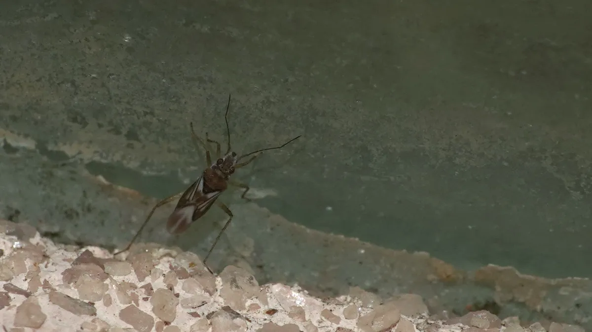 Mesovelia brevia - photo 3