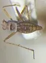 Mesovelia cryptophila