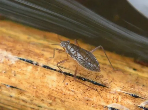 Mesovelia egorovi