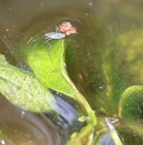Mesovelia hambletoni