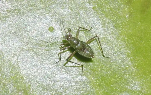 Mesovelia hungerfordi