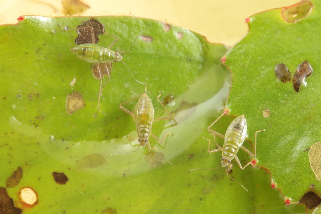 Mesovelia miyamotoi