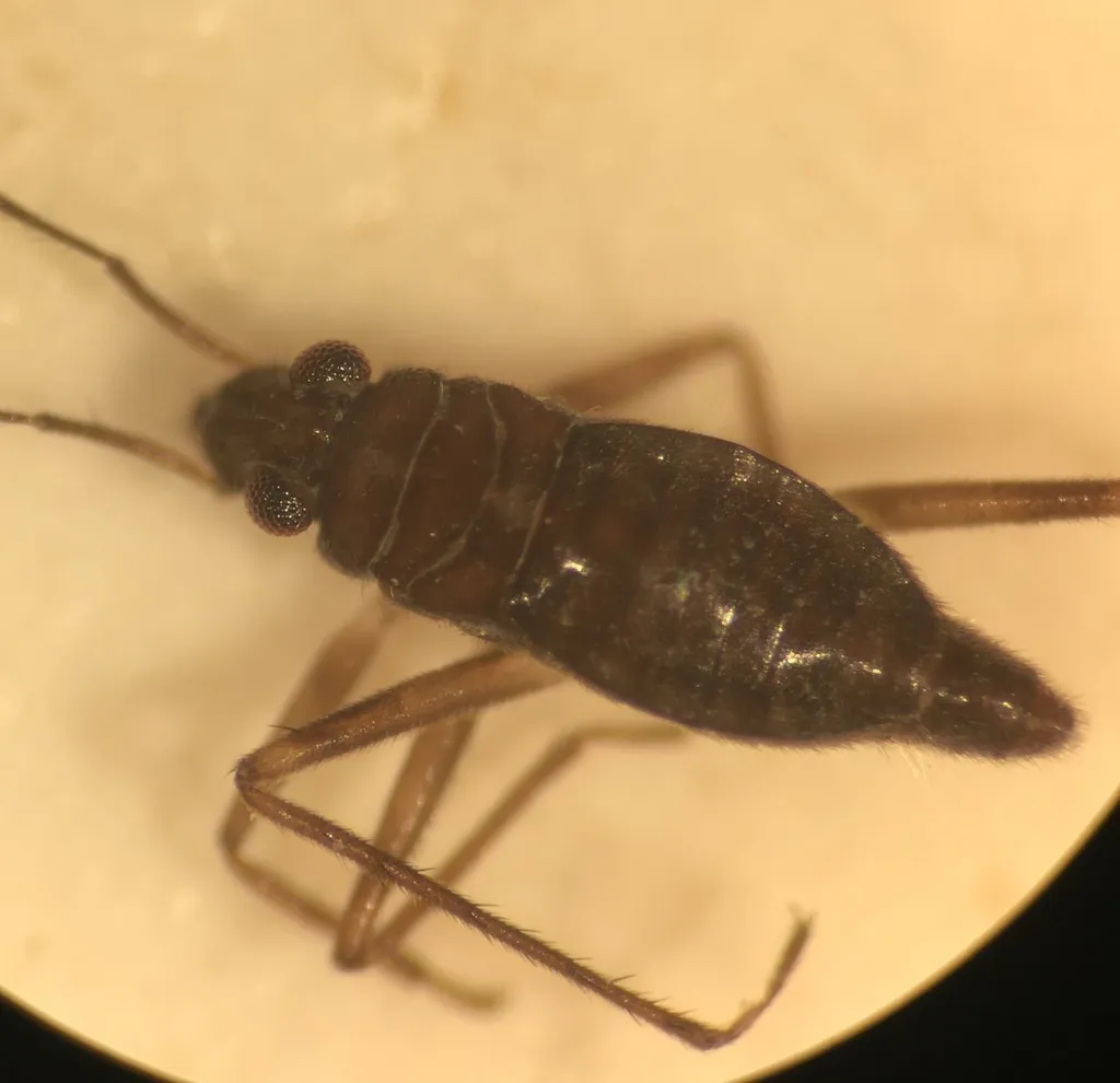 Mesovelia polhemusi - photo 2