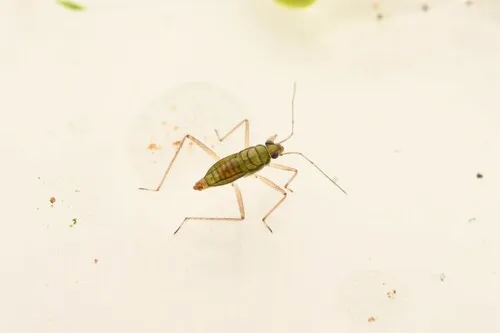 Mesovelia thermalis