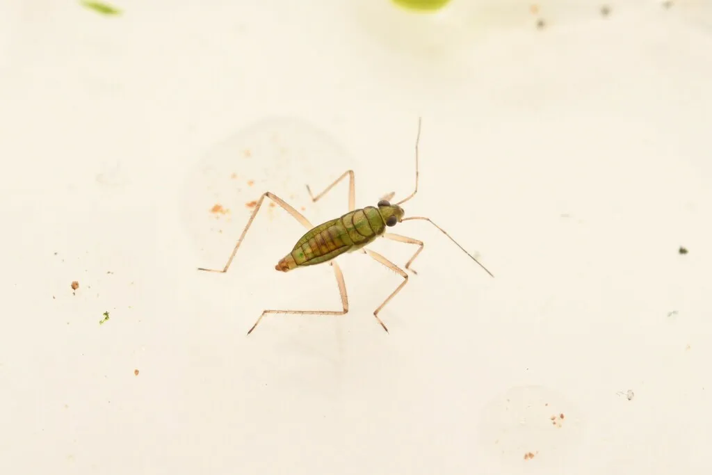 Mesovelia thermalis - photo 2