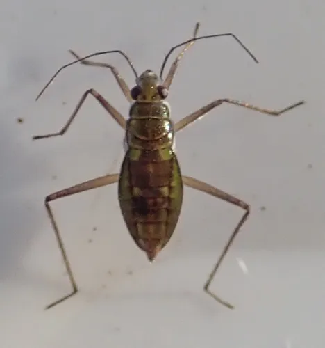 Mesovelia vittigera