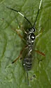 Messatoporus compressicornis