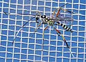 Messatoporus compressicornis - photo 2