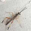 Messatoporus compressicornis - photo 3