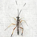 Messatoporus compressicornis - photo 4